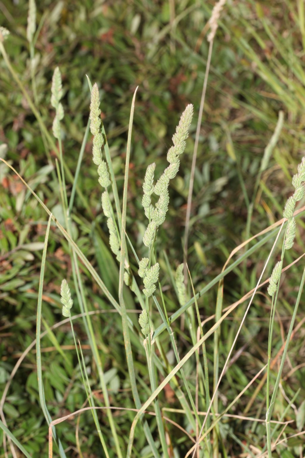 Poaceae?  S�, Dactylis glomerata